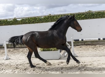 Duits sportpaard, Hengst, 3 Jaar, 163 cm, Bruin