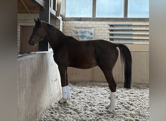 Duits sportpaard, Hengst, 3 Jaar, 163 cm, Donkere-vos