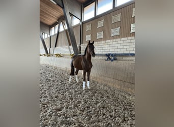 Duits sportpaard, Hengst, 3 Jaar, 163 cm, Donkere-vos