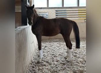 Duits sportpaard, Hengst, 3 Jaar, 163 cm, Donkere-vos