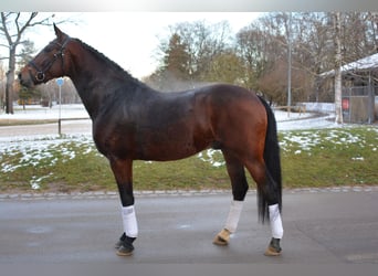 Duits sportpaard, Hengst, 3 Jaar, 165 cm, Brauner