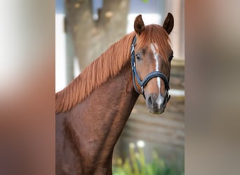 Duits sportpaard, Hengst, 3 Jaar, 165 cm, Donkere-vos