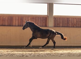 Duits sportpaard, Hengst, 3 Jaar, 165 cm, Zwartbruin