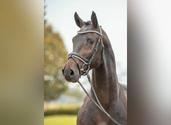 Duits sportpaard, Hengst, 3 Jaar, 167 cm, Bruin