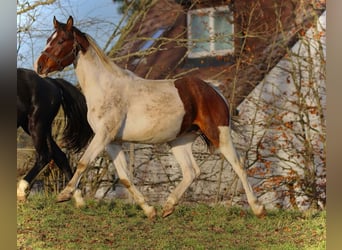 Duits sportpaard, Hengst, 3 Jaar, 167 cm, Gevlekt-paard