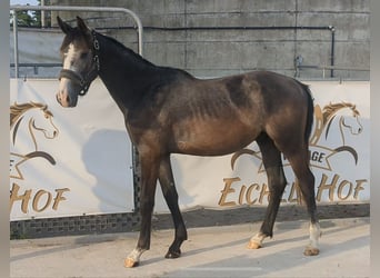 Duits sportpaard, Hengst, 3 Jaar, 167 cm, Schimmel