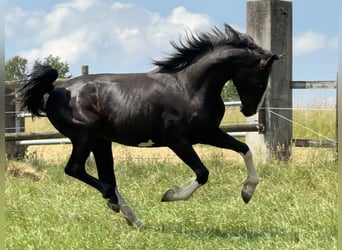 Duits sportpaard, Hengst, 3 Jaar, 167 cm, Zwart