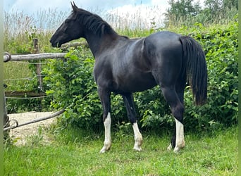 Duits sportpaard, Hengst, 3 Jaar, 167 cm, Zwart