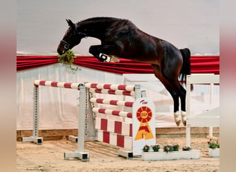 Duits sportpaard, Hengst, 3 Jaar, 167 cm, Zwartbruin
