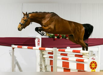 Duits sportpaard, Hengst, 3 Jaar, 168 cm, Brauner