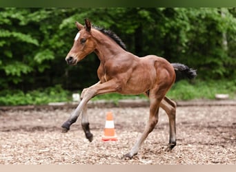 Duits sportpaard, Hengst, 3 Jaar, 168 cm, Bruin