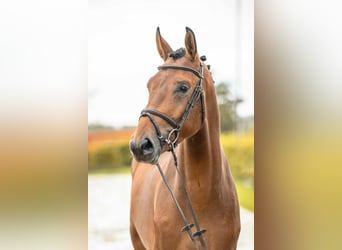 Duits sportpaard, Hengst, 3 Jaar, 169 cm, Bruin