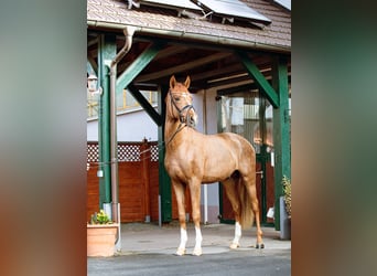 Duits sportpaard, Hengst, 3 Jaar, 169 cm, Vos