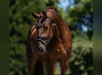 Duits sportpaard, Hengst, 3 Jaar, 170 cm, Donkere-vos