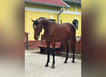 Duits sportpaard, Hengst, 3 Jaar, 172 cm, Bruin