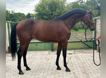 Duits sportpaard, Hengst, 3 Jaar, 172 cm, Bruin