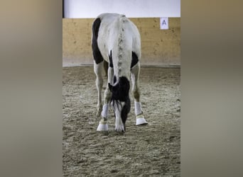 Duits sportpaard, Hengst, 3 Jaar, 172 cm, Gevlekt-paard