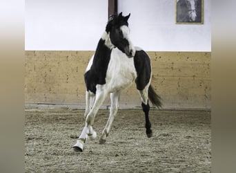Duits sportpaard, Hengst, 3 Jaar, 172 cm, Gevlekt-paard