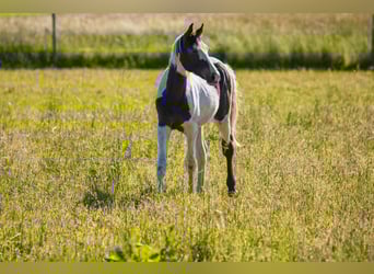 Duits sportpaard, Hengst, 3 Jaar, 172 cm, Gevlekt-paard