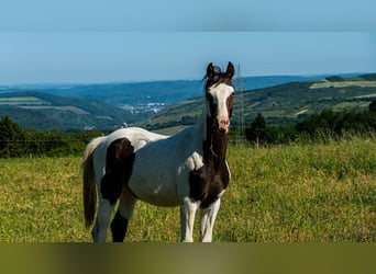 Duits sportpaard, Hengst, 3 Jaar, 172 cm, Gevlekt-paard