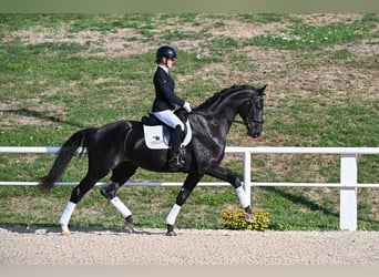 Duits sportpaard, Hengst, 3 Jaar, 172 cm, Zwart