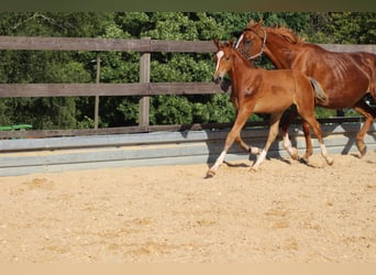 Duits sportpaard, Hengst, 3 Jaar, 173 cm, Brauner