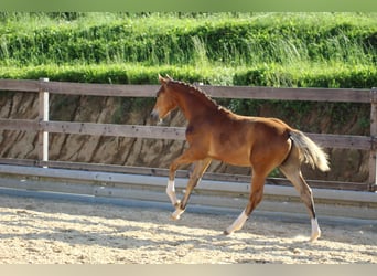 Duits sportpaard, Hengst, 3 Jaar, 173 cm, Brauner