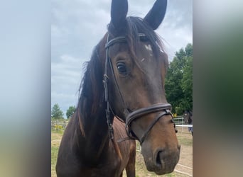 Duits sportpaard, Hengst, 3 Jaar, 174 cm, Zwartbruin