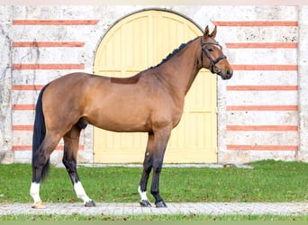 Duits sportpaard, Hengst, 3 Jaar, Bruin