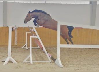 Duits sportpaard, Hengst, 4 Jaar, 156 cm, Bruin