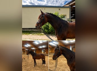 Duits sportpaard, Hengst, 4 Jaar, 160 cm, Lichtbruin