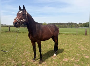 Duits sportpaard, Hengst, 4 Jaar, 164 cm, Bruin