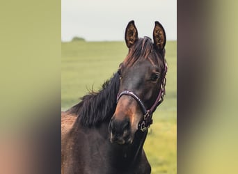 Duits sportpaard, Hengst, 4 Jaar, 165 cm, Zwartbruin