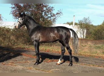 Duits sportpaard, Hengst, 4 Jaar, 167 cm, Falbe