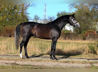 Duits sportpaard, Hengst, 4 Jaar, 167 cm, Falbe