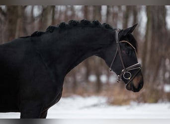 Duits sportpaard, Hengst, 4 Jaar, 167 cm, Zwartbruin