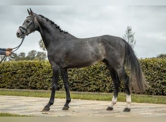 Deutsches Sportpferd, Hengst, 4 Jahre, 168 cm, Apfelschimmel