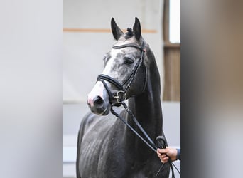 Deutsches Sportpferd, Hengst, 4 Jahre, 168 cm, Apfelschimmel