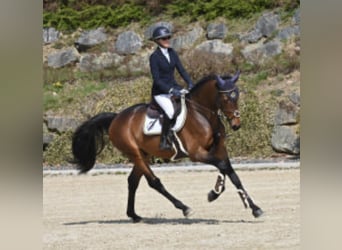Duits sportpaard, Hengst, 4 Jaar, 168 cm, Donkerbruin