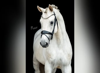 Duits sportpaard, Hengst, 4 Jaar, 169 cm, Schimmel