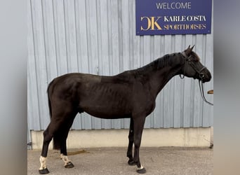 Duits sportpaard, Hengst, 4 Jaar, 169 cm, Zwart