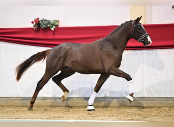 Duits sportpaard, Hengst, 4 Jaar, 170 cm, Donkere-vos