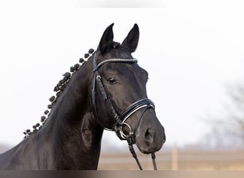 Duits sportpaard, Hengst, 4 Jaar, 170 cm, Zwart