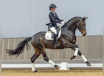 Duits sportpaard, Hengst, 4 Jaar, 172 cm, Bruin