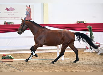 Duits sportpaard, Hengst, 4 Jaar, 172 cm, Bruin