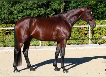 Duits sportpaard, Hengst, 4 Jaar, 173 cm, Bruin