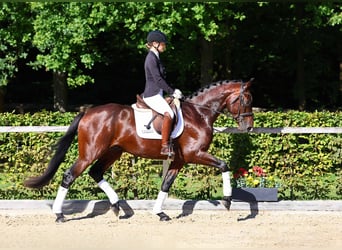 Duits sportpaard, Hengst, 4 Jaar, 173 cm, Bruin