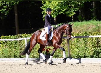 Duits sportpaard, Hengst, 4 Jaar, 173 cm, Bruin