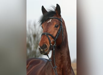 Duits sportpaard, Hengst, 4 Jaar, 173 cm, Bruin