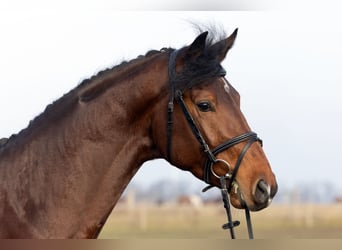 Duits sportpaard, Hengst, 4 Jaar, 173 cm, Bruin